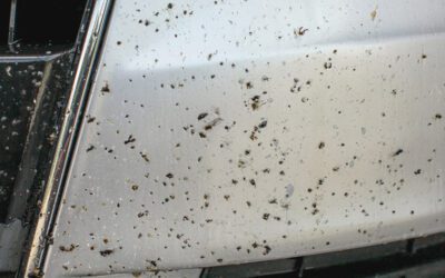 Bugverwijdering auto: 7 Effectieve Tips voor een Vlekkeloze Lak